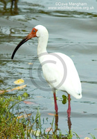 : Eudocimus albus; White Ibis