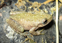 : Scinax granulatus