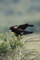 : Lophaetus occipitalis; Long Crested Eagle