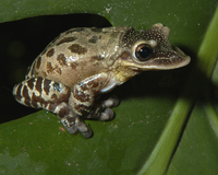 : Triprion petasatus; Casque-headed Tree Frog