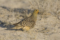 : Pterocles namaqua; Namaqua Sandgrouse