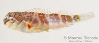 : Stanulus seychellensis