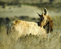 : Cervus elaphus nannodes; Tule Elk