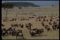 : Connochaetes sp.; Wildebeest