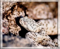 : Crotalus mitchelli pyrrhus.; Southwestern Speckled Rattlesnake