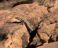 : Egernia striolata; Tree Skink