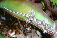 : Hemidactylus mabouia; Tropical House Gecko