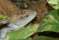 : Tiliqua scincoides intermedia; Northern Blue-tongued Skink