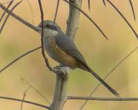 Grey-backed Shrike (Lanius tephronotus) 2004. december 17. Kaziranga National Park, Central Rang...