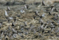 긴발톱멧새(Emberiza lapponicus)  (Lapland Longspur)