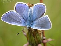 Almindelig blåfugl (Polyommatus icarus) Foto/billede af