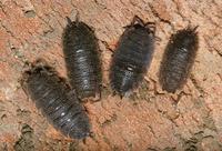 Oniscus asellus - Common Shiny Woodlouse