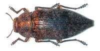 Dicerca aenea