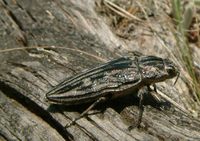 Chalcophora mariana - Pine Borer