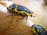 Pachnoda fissipuncta