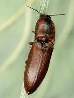 Sericus brunneus