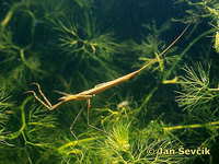 Ranatra linearis - Water Stick Insect