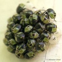 Palomena prasina - Green Shield Bug