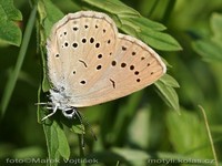 Maculinea telejus - Scarce Large Blue