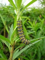 Danaus plexippus - Monarch