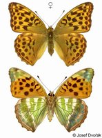 Argynnis paphia - Silver-washed Fritillary