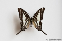 Graphium aristeus