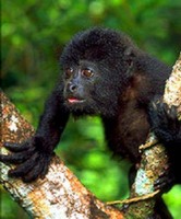 photograph of baby black howler monkey