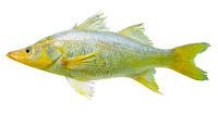 Centropomus ensiferus, Swordspine snook: fisheries