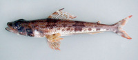 Aulopus filamentosus, Royal flagfin: fisheries