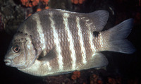 Abudefduf sordidus, Blackspot sergeant: fisheries, aquarium