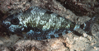Naso thynnoides, Oneknife unicornfish: fisheries, aquarium