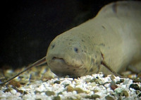 Protopterus dolloi, Slender lungfish: fisheries, aquarium