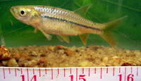 Rasbora caverii, Cauvery rasbora: fisheries, aquarium