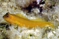 Parablennius pilicornis, Ringneck blenny: