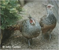 Cheer Pheasant, Catreus wallichi