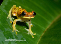 Tree Frog - Hyla rhodopepla