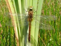 Anaciaeschna isosceles - Norfolk Hawker