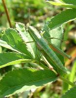 Euthystira brachyptera
