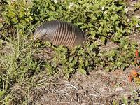 Image of: Dasypus novemcinctus (nine-banded armadillo)