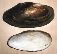 Anodonta anatina