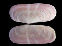 Solecurtus strigilatus