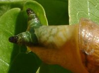 Urogonimus macrostomus