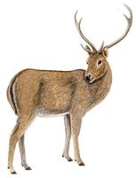 Image of: Rucervus eldii (Eld's deer)