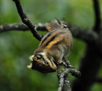 Image of: Tamiops swinhoei (Swinhoe's striped squirrel)