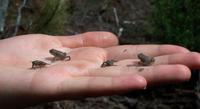 Image of: Bufo americanus (American toad)