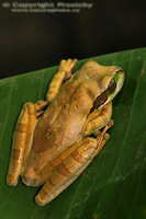 Smilisca phaeota