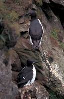 Uria lomvia - Brünnich's Guillemot