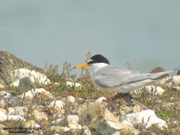 Sterna albifrons - Little Tern