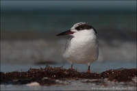 Sterna dougallii - Roseate Tern