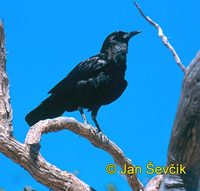 Corvus capensis - Cape Crow